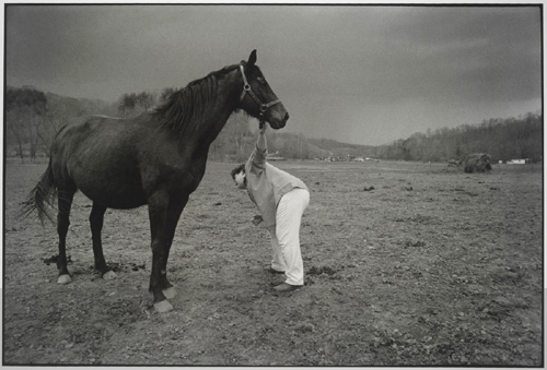 spring foal
