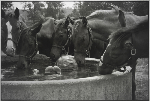 waterhole