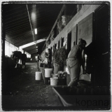shed row