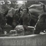 waterhole