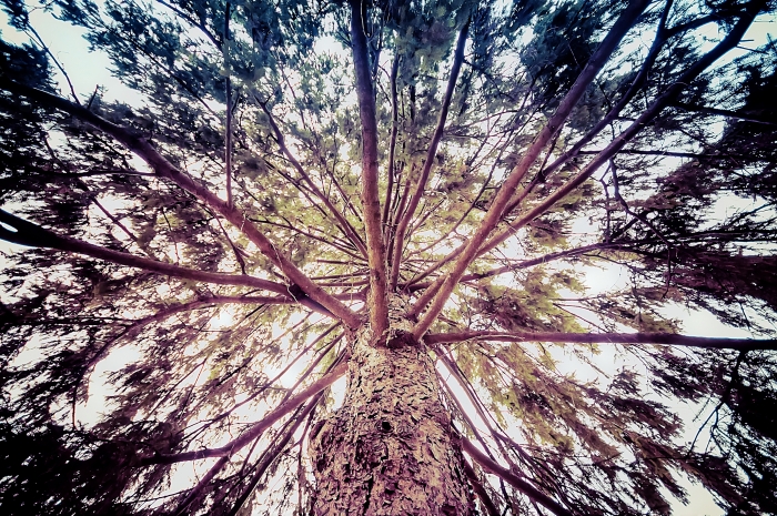 Tree of Life