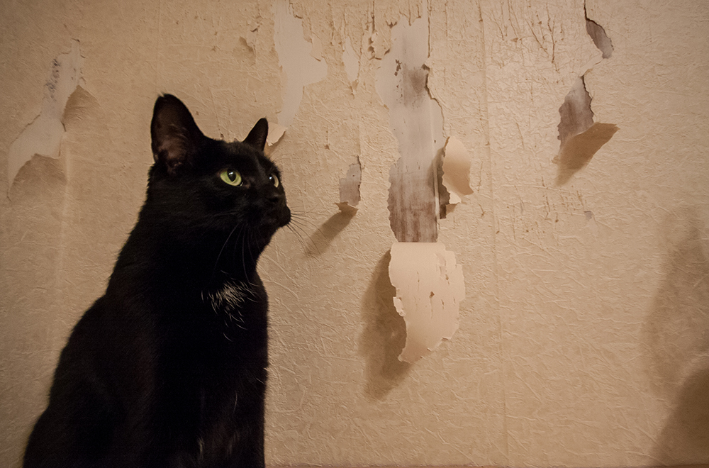 the artist