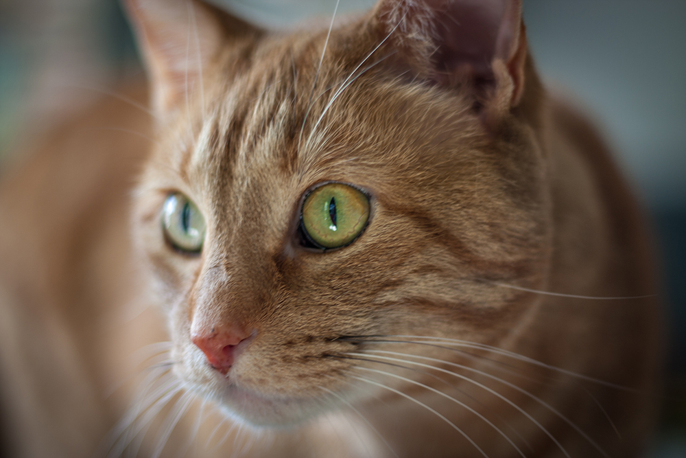two eyes, no kidding