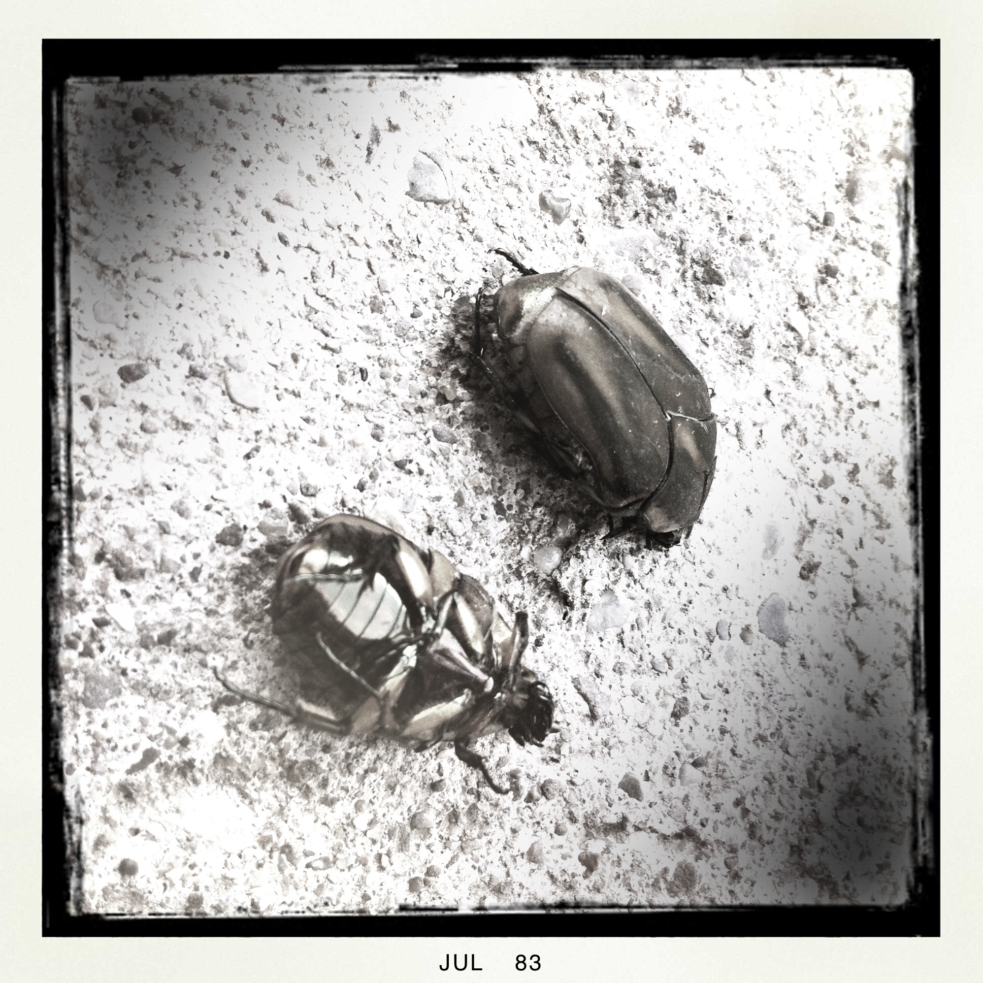 june bugs (hipstamatic)