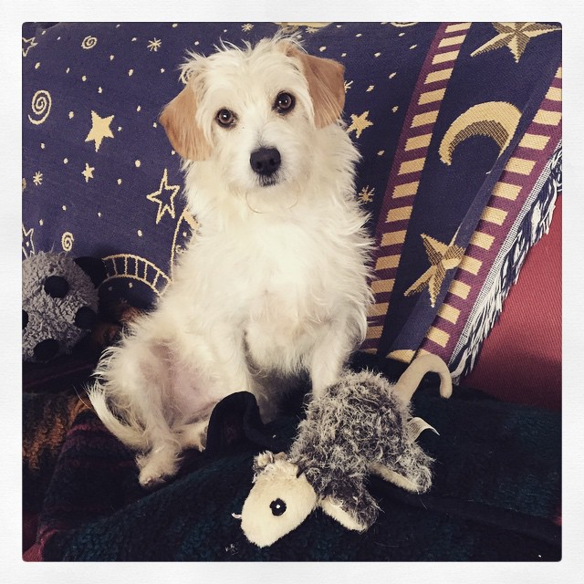 glamour pup (instagram)