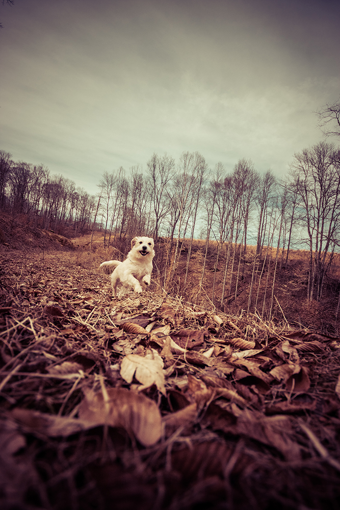 happy dog