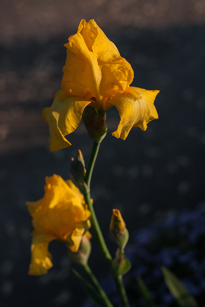 one stalk
