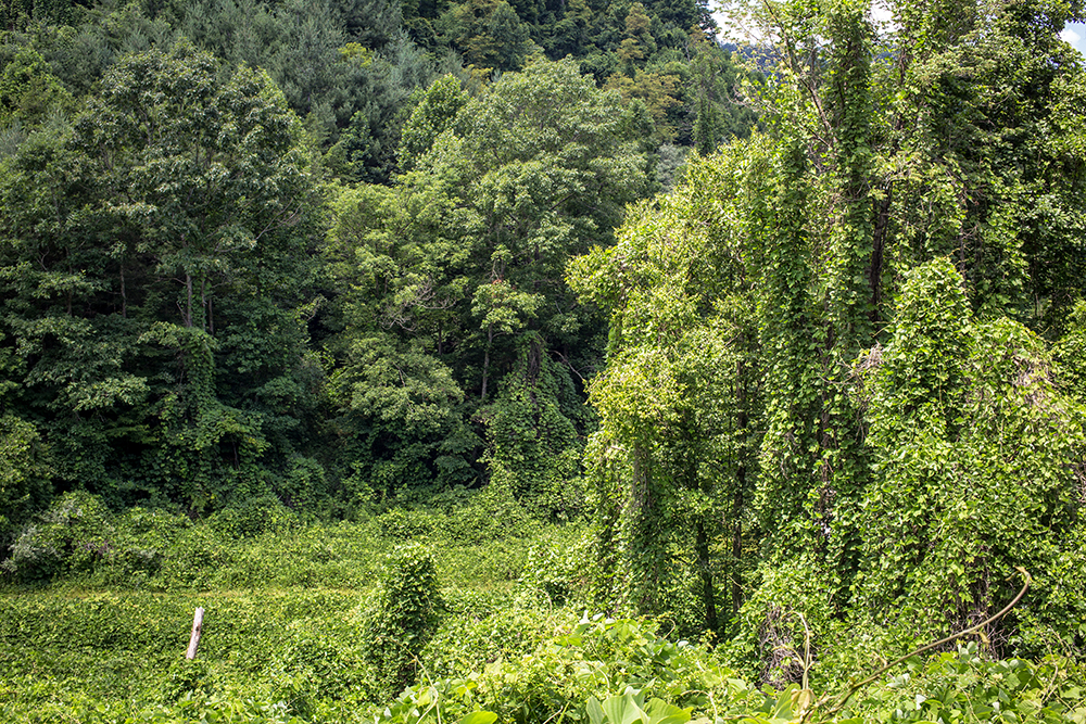 swallowed by kudzu
