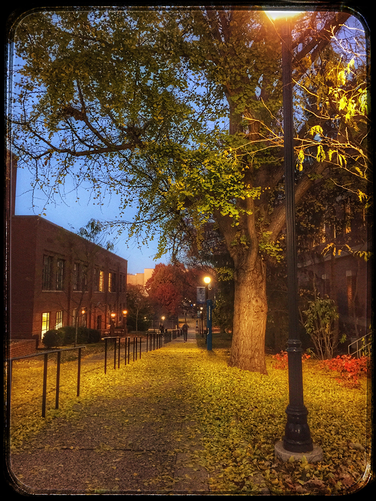 ginkgo (snapseed)